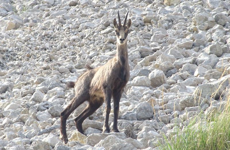 Rupicapra rupicapra.....dal Trentino Alto Adige